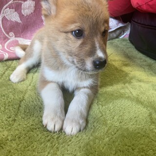 一時停止します　はなの家族を探してます。