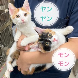保護猫の里親会@川崎駅から約10分