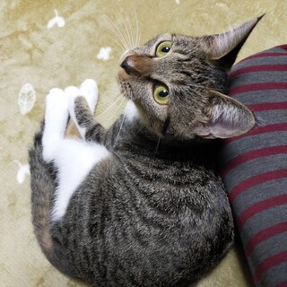 募集停止。甘えん坊のかりんちゃん
