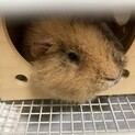 モルモット2歳少し大きい
