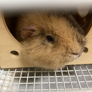 モルモット2歳少し大きい