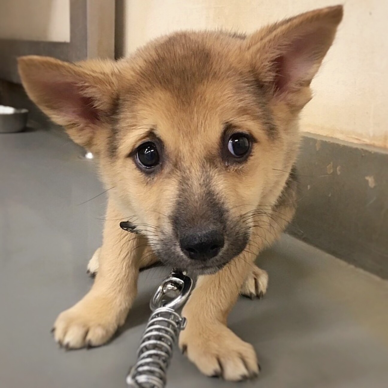 かわいい子犬 しもろんち 岡山県 犬の里親募集 ペットのおうち 月間利用者150万人