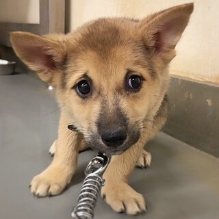 かわいい子犬　しもろんちゃん　2ヶ月