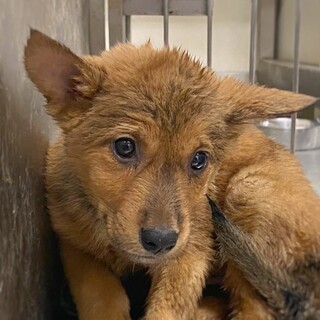 【相談中】かわいい子犬　しもらんちゃん　2ヶ月