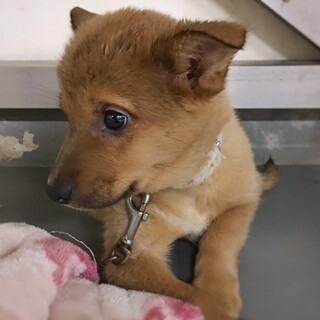 保健所収容 島根県が募集対象 すべてのペット里親募集情報 ペットのおうち 月間利用者150万人