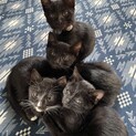 生後2ヵ月！靴下履いた黒猫ちゃん　メス