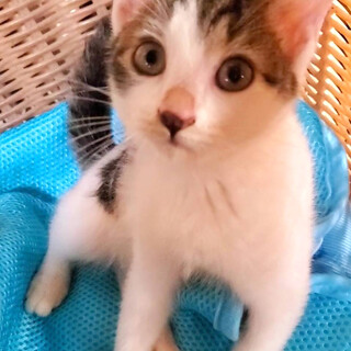 超甘えん坊・きーくん♪・キジシロ・オス