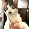 超甘えん坊・きーくん♪・キジシロ・オス サムネイル4