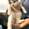 超甘えん坊・きーくん♪・キジシロ・オス サムネイル5