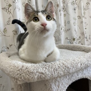 キュートな仲良し子猫　2匹一緒に