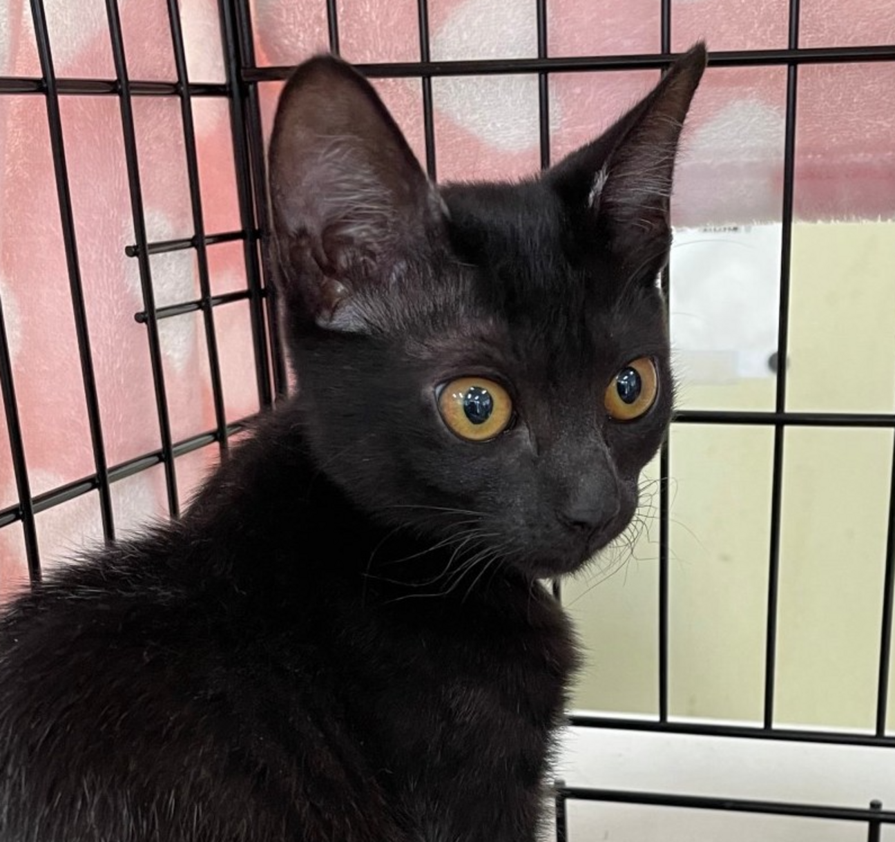 穏やかで優しい黒色美猫さ 岡山県 猫の里親募集 ペットのおうち 月間利用者150万人