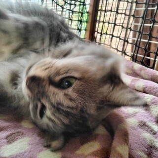 堂々とした純血サイベリアンシルバー人なれ抜群3歳♀