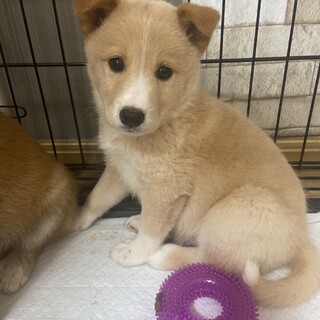 一時停止します　くりの家族を探してます。