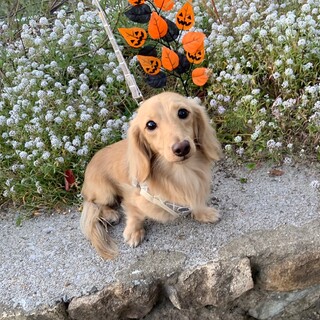 若い元気なMダックス　２歳ぺペロンくん