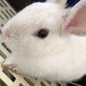 ミニウサギ　3か月　男の子
