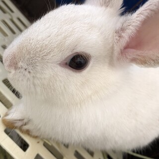 ミニウサギ　3か月　男の子