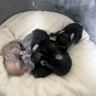 ロップイヤーのあかちゃん