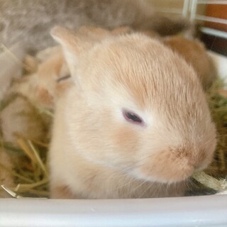 うさぎ4羽の里親さん募集中です。