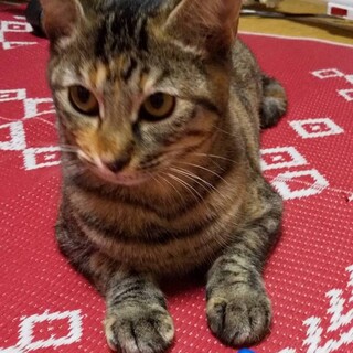 キジトラ女の子★生後６か月★おっとりタイプ