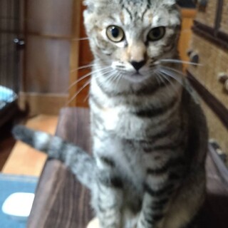 サバトラ？キジトラ？ミケ？★個性的な女の子6ヶ月