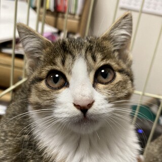 可愛い子猫　白キジ　2ヶ月