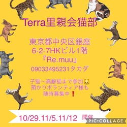 『Terra里親会猫部』