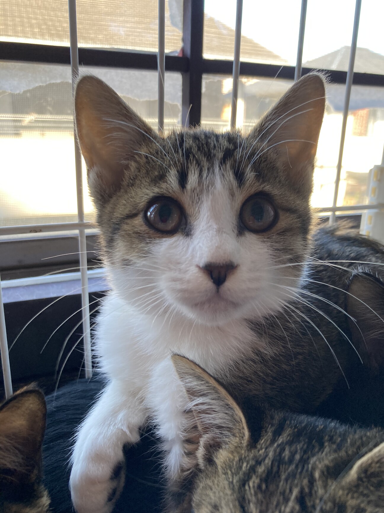 可愛い子猫 白キジ 2ヶ 大阪府 猫の里親募集 ペットのおうち 月間利用者150万人