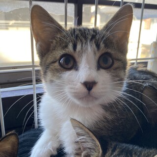 可愛い子猫　白キジ　2ヶ月男の子