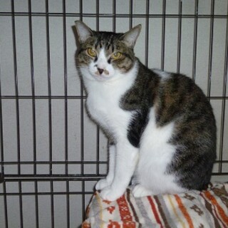 とても賢い穏やかな性格のキジ白！