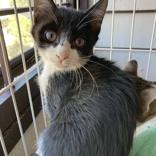 可愛い子猫　白黒ハチワレ　男の子2ヶ月