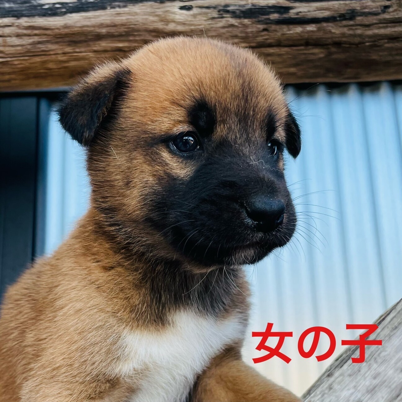 茶色の女の子 2ヶ月 お話し中 徳島県 犬の里親募集 ペットのおうち 月間利用者150万人 茶色の女の子 2ヶ月 お話し中 徳島県 犬の里親募集 ペットのおうち 月間利用者150万人