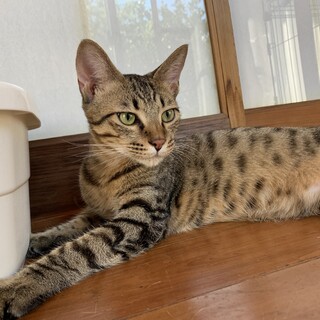 ◉ずっとの家族 募集◉