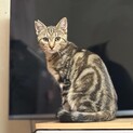 アメショ柄のキジトラ