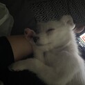 MIX犬のオス