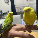 セキセイインコ里親募集