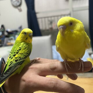 セキセイインコ里親募集