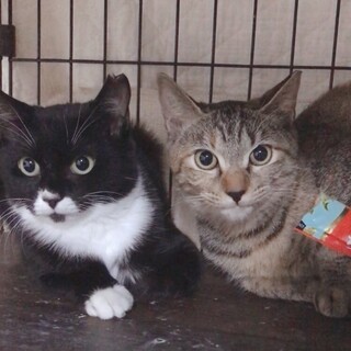 ２匹一緒に❤️ちまきとのりまき姉妹