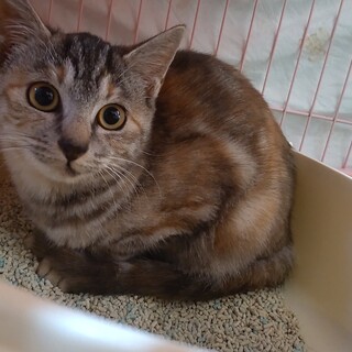 急募！今週末リリースする小さな女の子