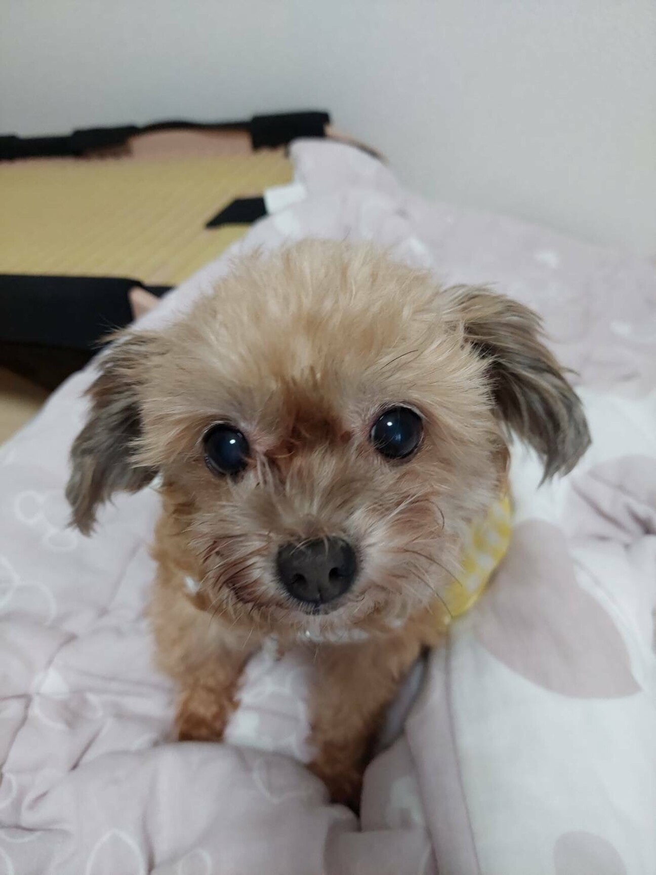 小さな甘えん坊のあかねちゃん」群馬県 - 犬の里親募集(437079