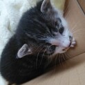 子猫の里親さん急募