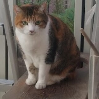 猫に愛情を注いでくださる里親様募集いたします