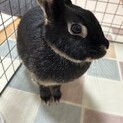 ミニウサギ
