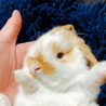 ホーランドロップ仔ウサギ6匹の里親募集です サムネイル2