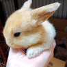 ホーランドロップ仔ウサギ6匹の里親募集です サムネイル4