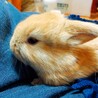ホーランドロップ仔ウサギ6匹の里親募集です サムネイル5