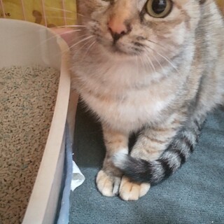 急募！今週末人慣れした子をリリースします