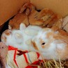 ホーランドロップ仔ウサギ6匹の里親募集です サムネイル6