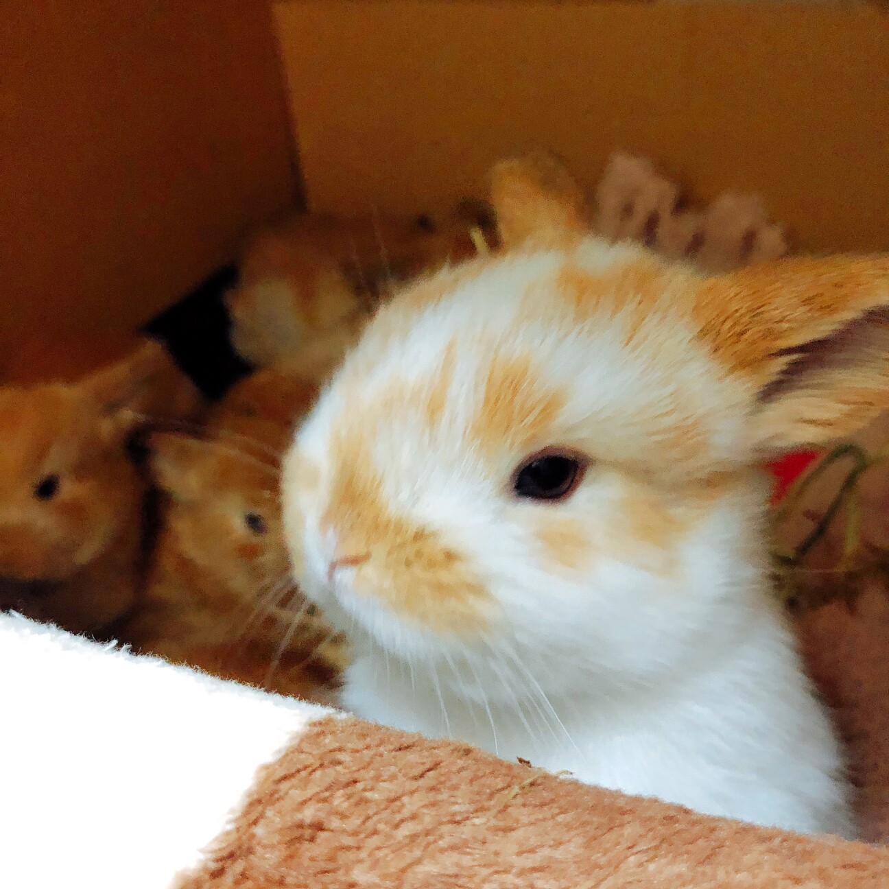 ホーランドロップ仔ウサギ6匹の里親募集です サムネイル7