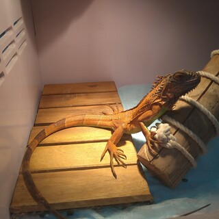 レッドイグアナ