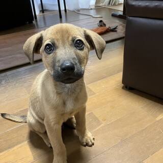 かわいい茶色の男の子